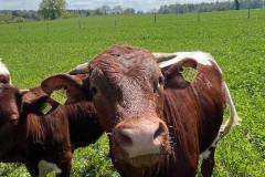 IMG_5094-Kuh-Bild-e1770200846362